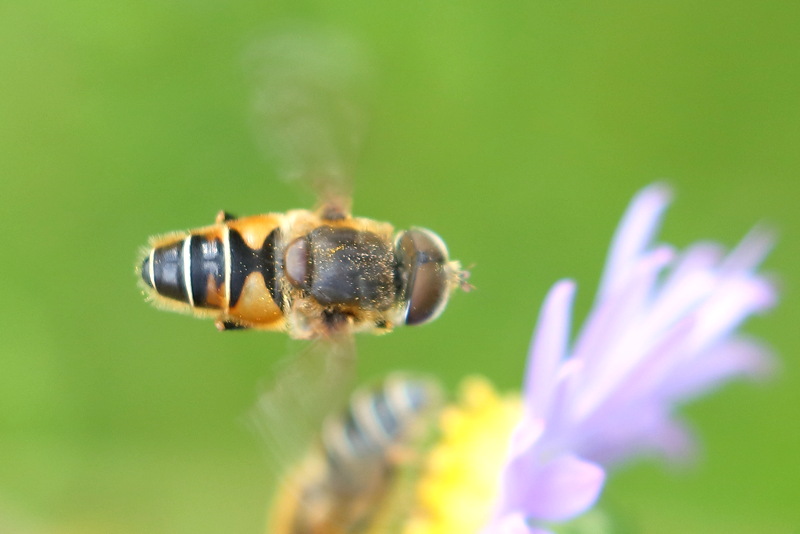 Eristalis nemorum, Puntbijvlieg