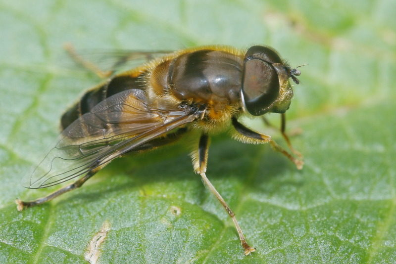 Eristalis pertinax, Kegelbijvlieg