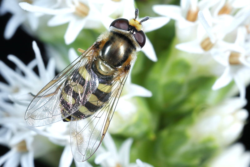 Eupeodes corollae, Terrasjeskommazweefvlieg ♀