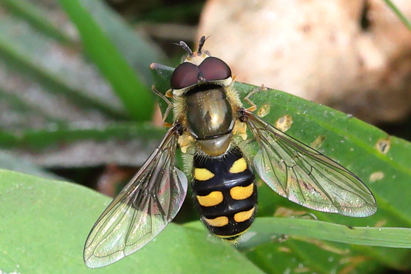 Eupeodes luniger, Grote kommazweefvlieg