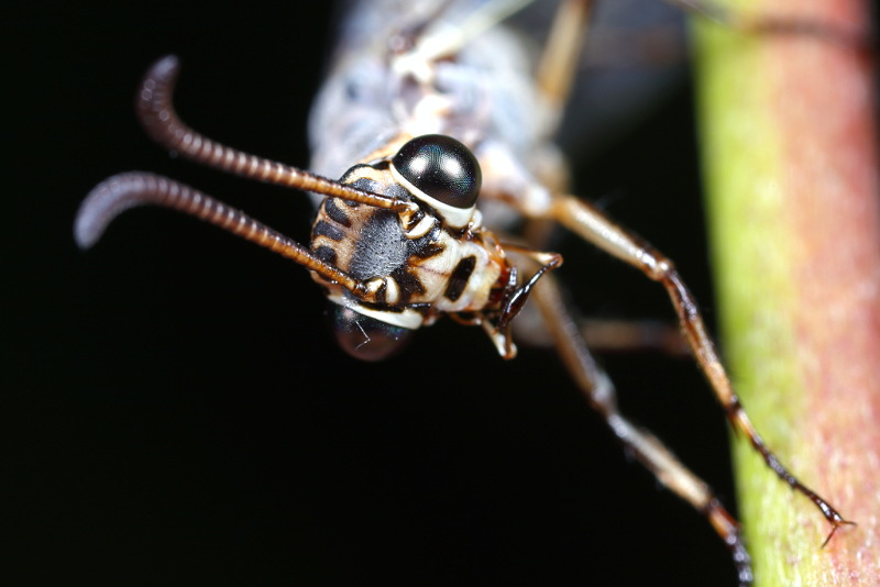 Gevlekte mierenleeuw, Euroleon nostras