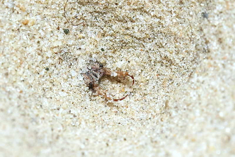 Gevlekte mierenleeuw, Euroleon nostras larve in zijn kuil