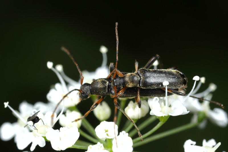 >Gewone bloesemboktor, Grammoptera ruficornis