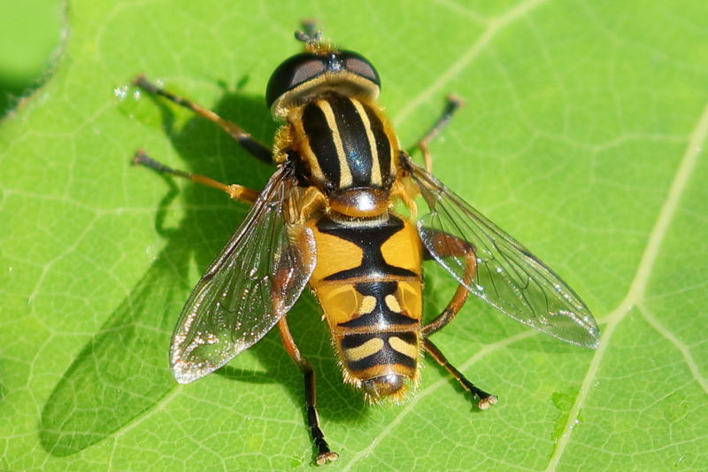 Helophilus pendulus, Gewone pendelvlieg