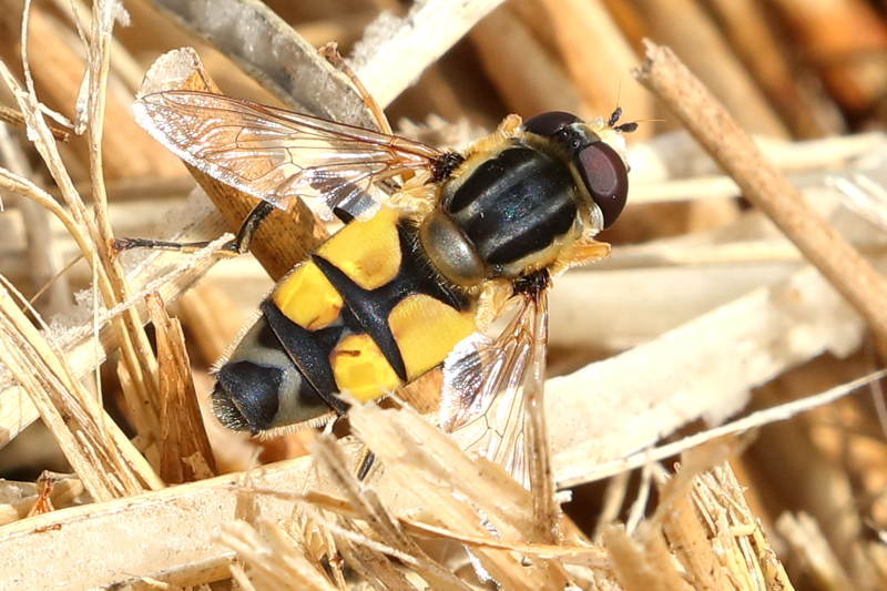 Helophilus trivittatus, Citroenpendelvlieg