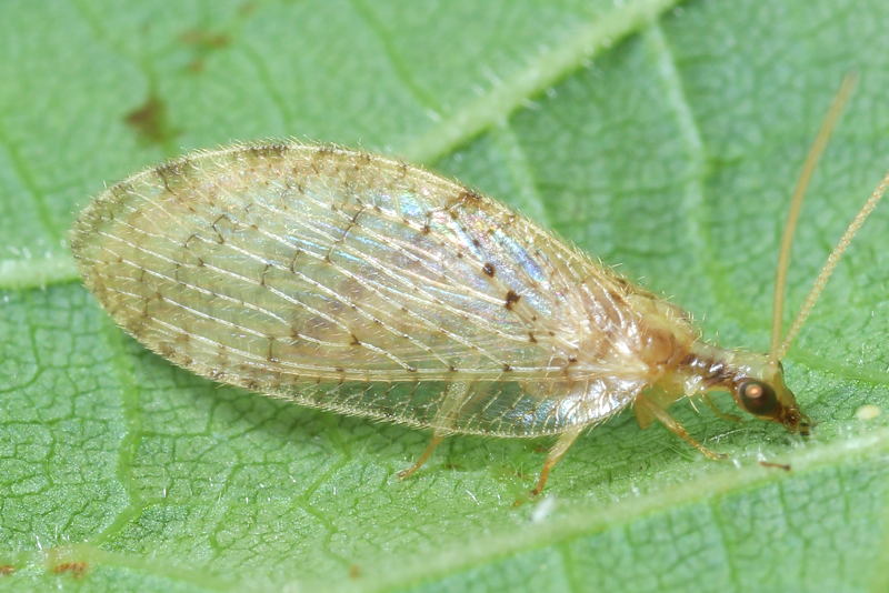 Tuinbruintje, Hemerobius humulinus