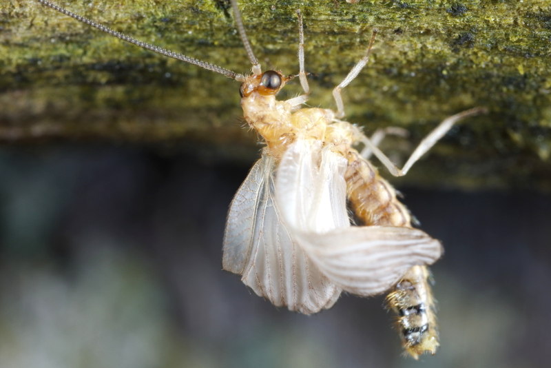 Oranjevlekbruintje, Hemerobius stigma