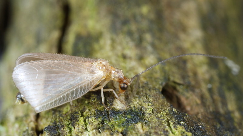 Oranjevlekbruintje, Hemerobius stigma