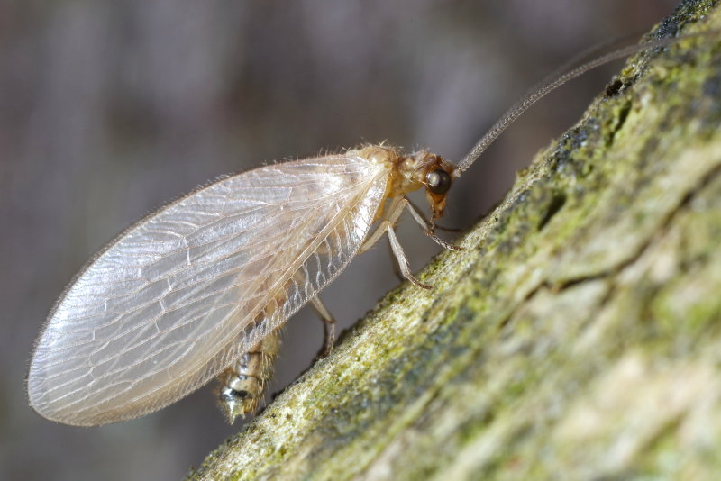 Oranjevlekbruintje, Hemerobius stigma