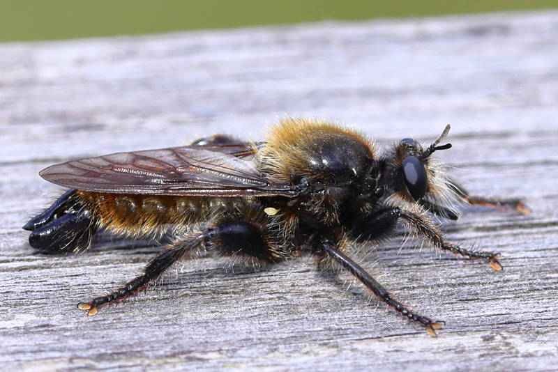 Gele hommelroofvlieg, Laphria flava ♂