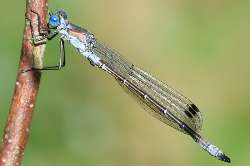 tang pantserjuffer, Lestes dryas