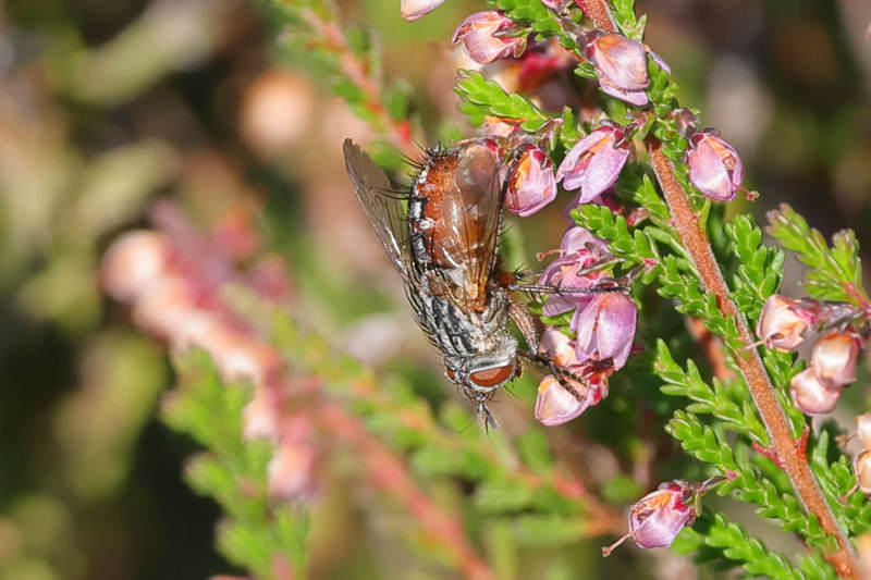 Linnaemya vulpina