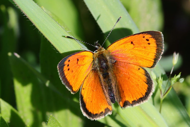 Griekse vuurvlinder, Lycaena ottomana (GR)