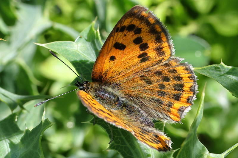 Griekse vuurvlinder, Lycaena ottomana (GR)