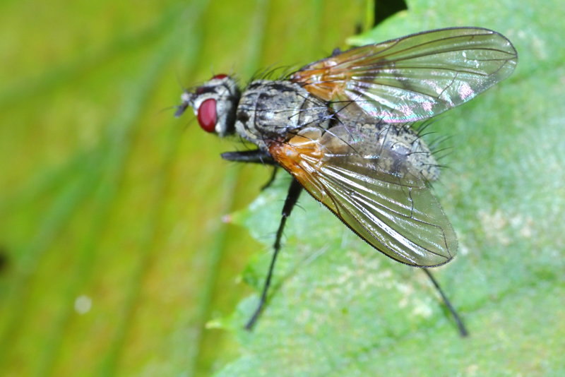 Macquartia grisea ♀