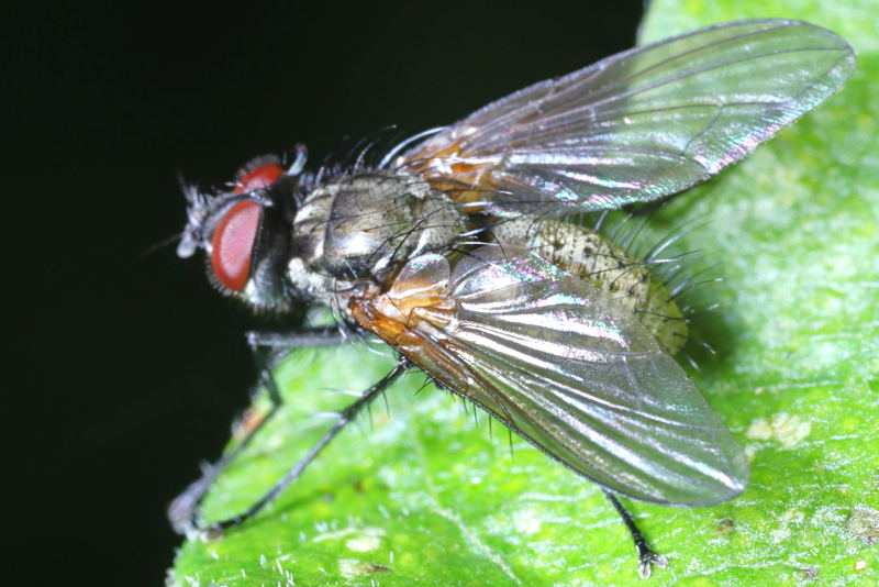 Macquartia grisea ♂