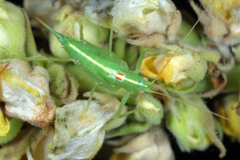 Zuidelijke boomsprinkhaan, Meconema meridionale, ♀