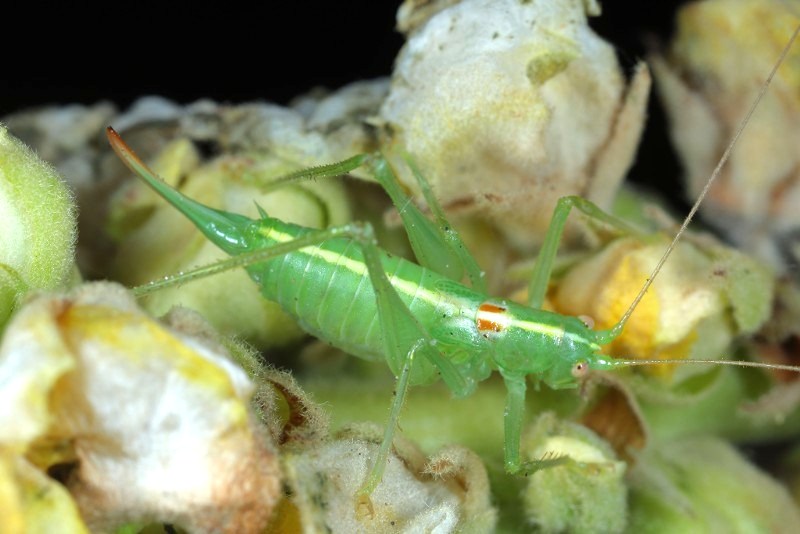 Zuidelijke boomsprinkhaan, Meconema meridionale, ♀