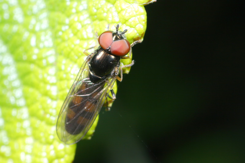 Melanostoma mellinum, Gewone driehoekszweefvlieg