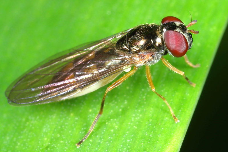 Melanostoma scalare, Slanke driehoekszweefvlieg