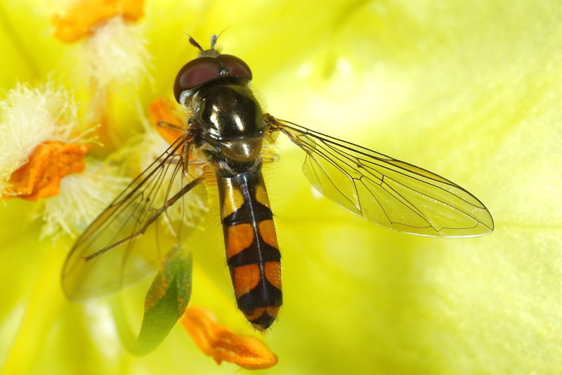 Meliscaeva auricollis, Variabel elfje ♂