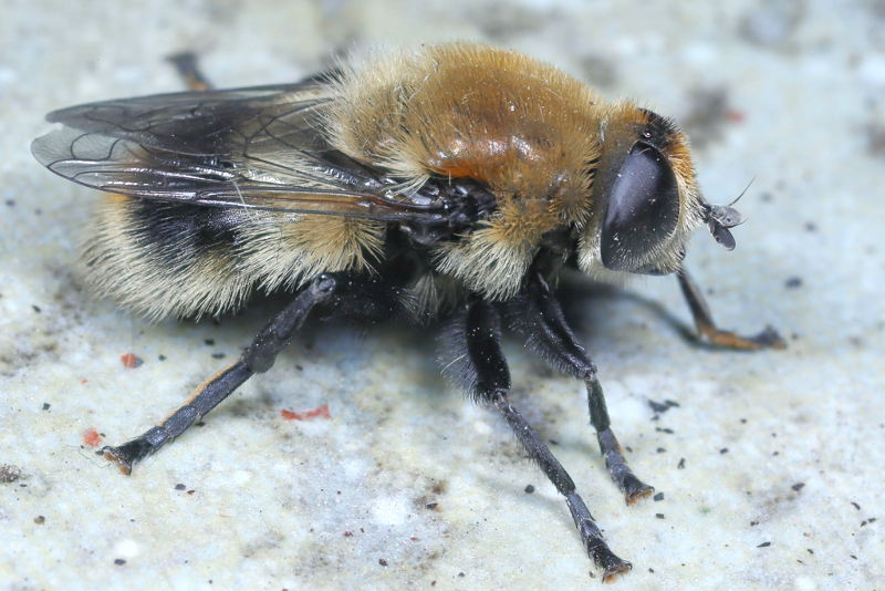 Merodon equestris, Grote narcisvlieg