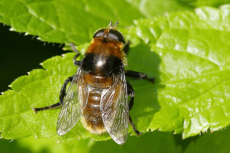 Merodon equestris, Grote narcisvlieg