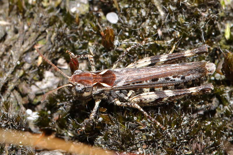Knopsprietje, Myrmeleotettix maculatus ♀