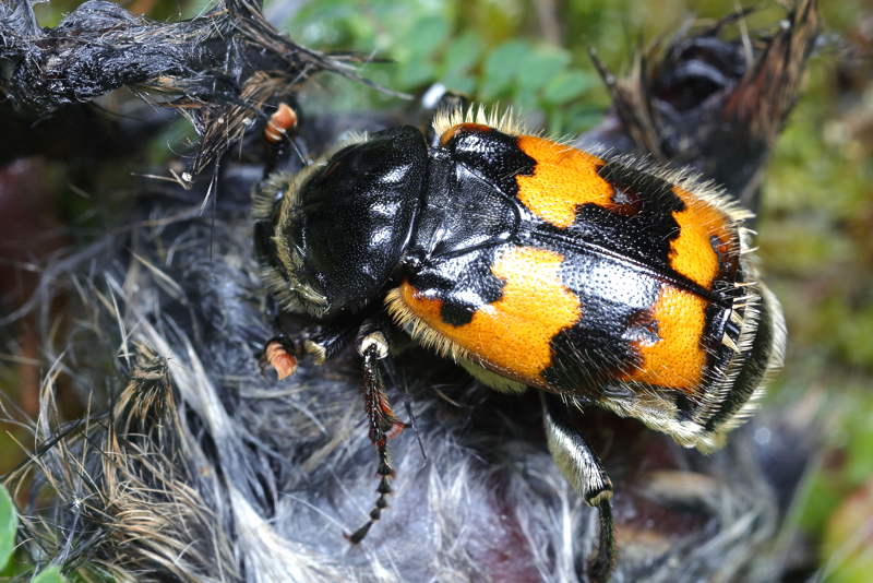 Krompootdoodgraver, Nicrophorus vespillo