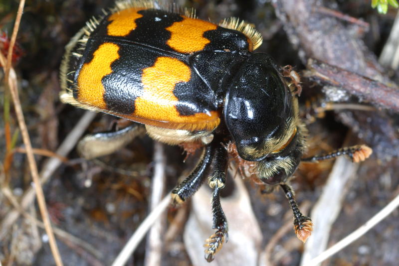 Krompootdoodgraver, Nicrophorus vespillo