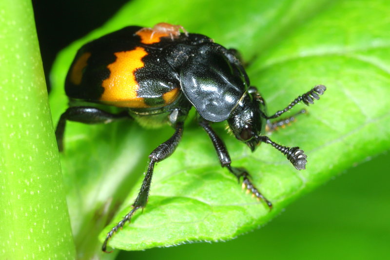 Gewone doodgraver, Nicrophorus vespilloides