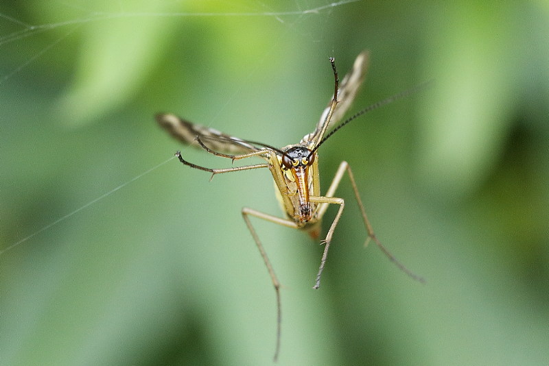 Panorpa vulgaris, searching in spider web