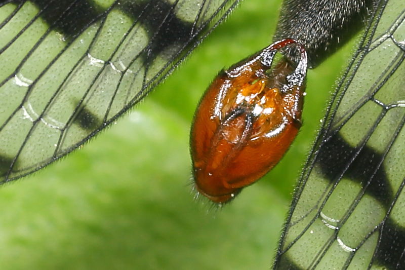 Panorpa communis, gewone schorpioenvlieg ♂