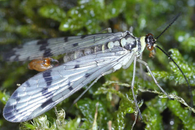 Panorpa communis, fris uitgekomen ♂