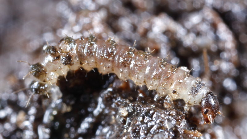 Panorpa vulgaris, young larva