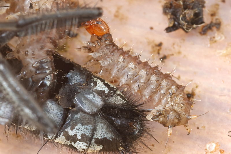 Panorpa vulgaris, larva