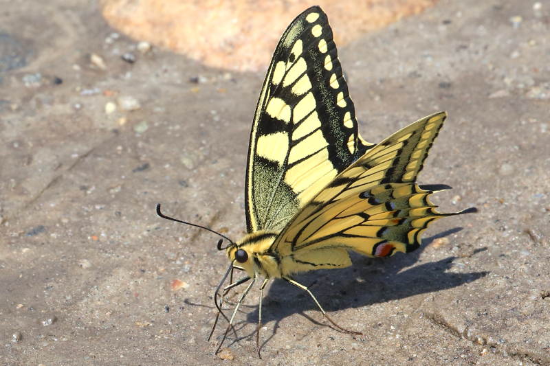 Koninginnenpage, Papilio machaon (BG)