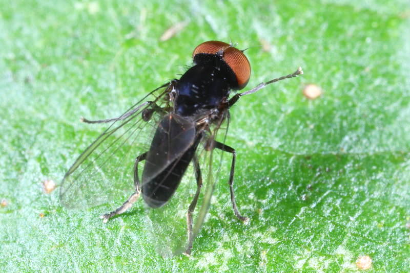 Bonte hertenzwambreedvoet, Paraplatypeza bicincta ♂