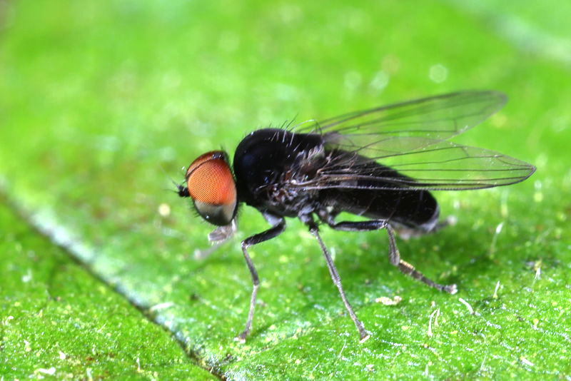 Bonte hertenzwambreedvoet, Paraplatypeza bicincta ♂