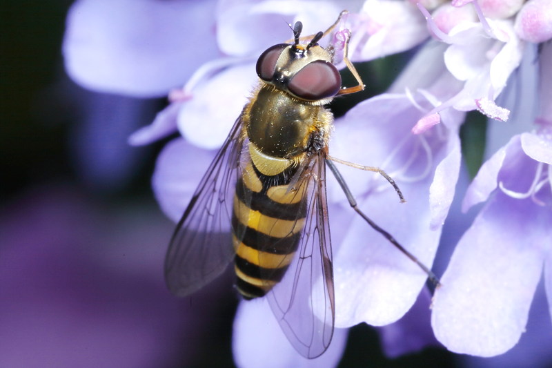 Parasyrphus lineolus, Zwartpootroetneusje 