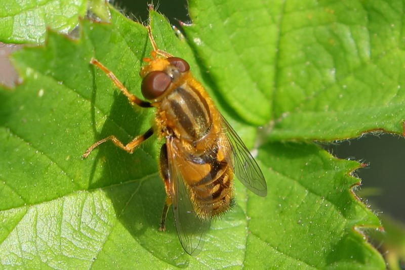 Parhelophilus frutetorum, Bosfluweelzweefvlieg 