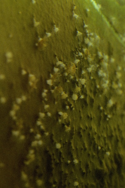 Spotted Jellyfish, Phyllorhiza punctata