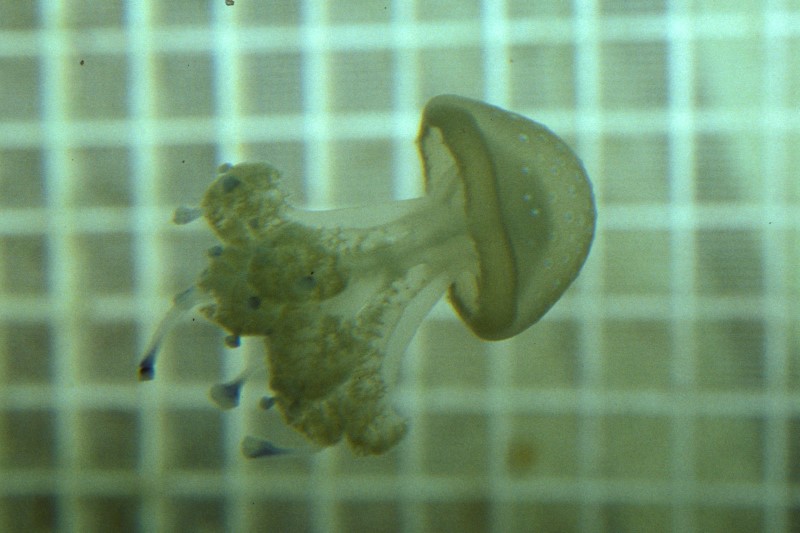 Spotted Jellyfish, juvenile