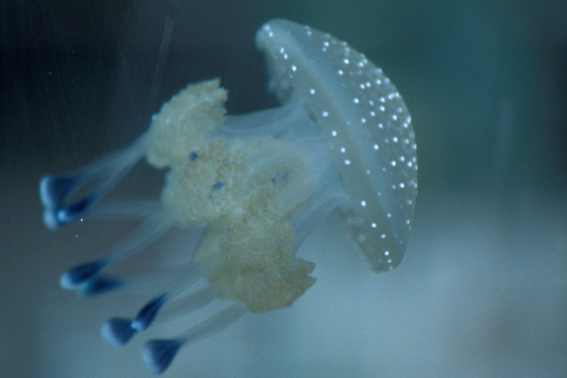 Spotted Jellyfish, juvenile