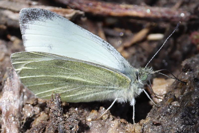 Wedewitje, Pieris ergane (GR)