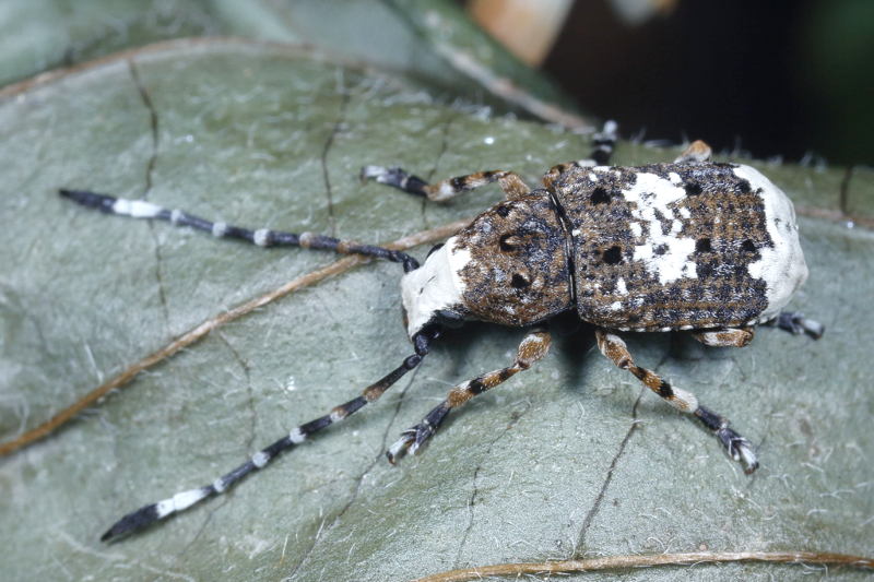 Grootkopsnuittor man, Platystomos albinus