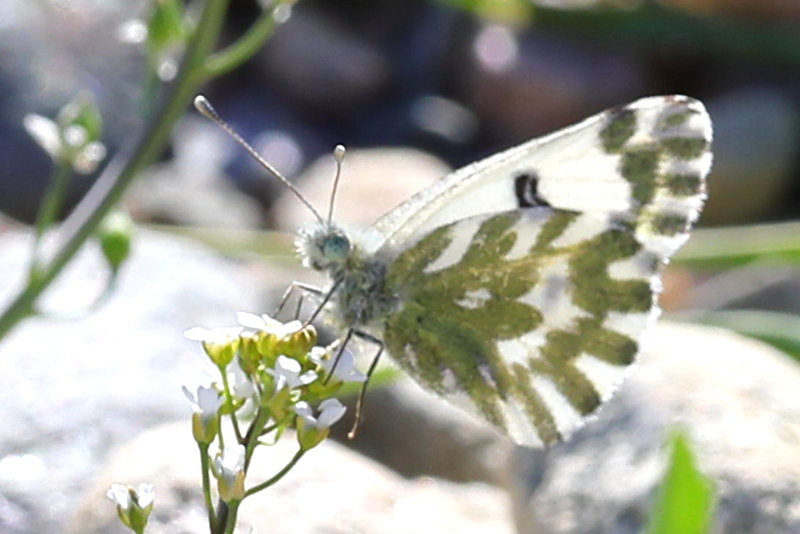 Klein resedawitje, Pontia chloridice (GR)