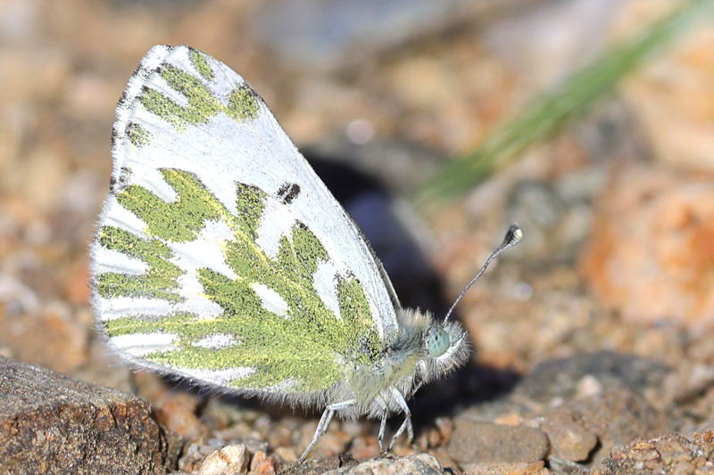 Klein resedawitje, Pontia chloridice (GR)