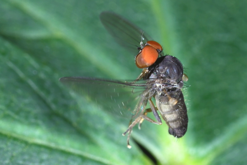 Grijze honingzwambreedvoet, Protoclythia modesta ♂