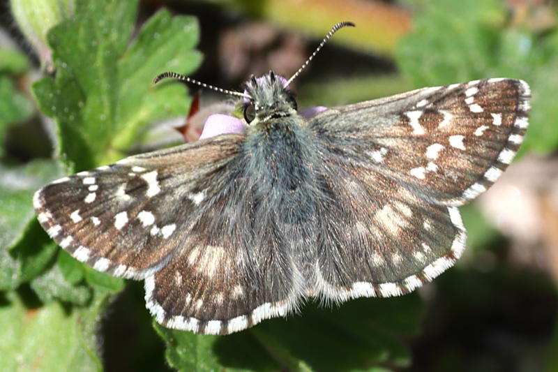 Bretons spikkeldikkopje, Pyrgus armoricanus (GR)